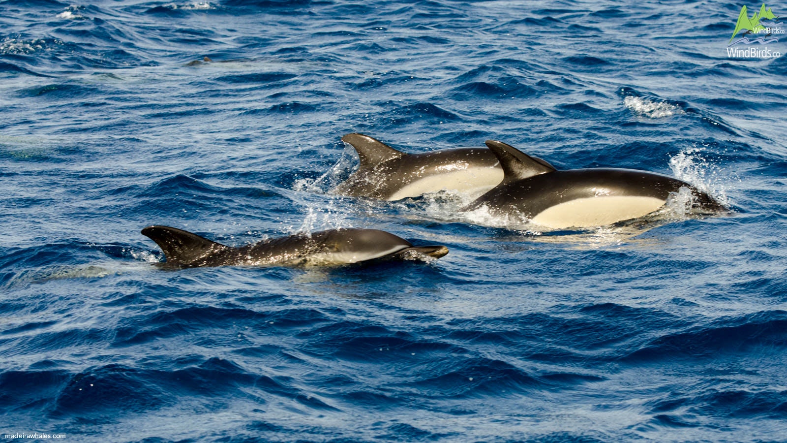 Short-beaked Common dolphin Delphinus delphis