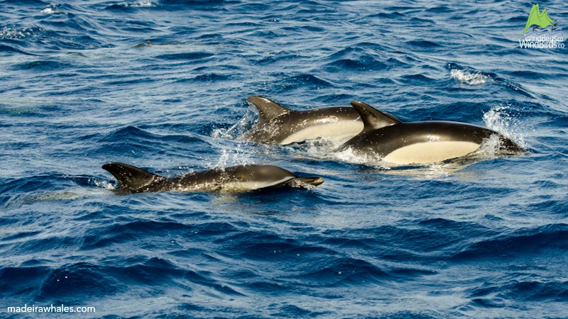 Common dolphins swim close together, showing pale yellow side patches beneath dark backs.