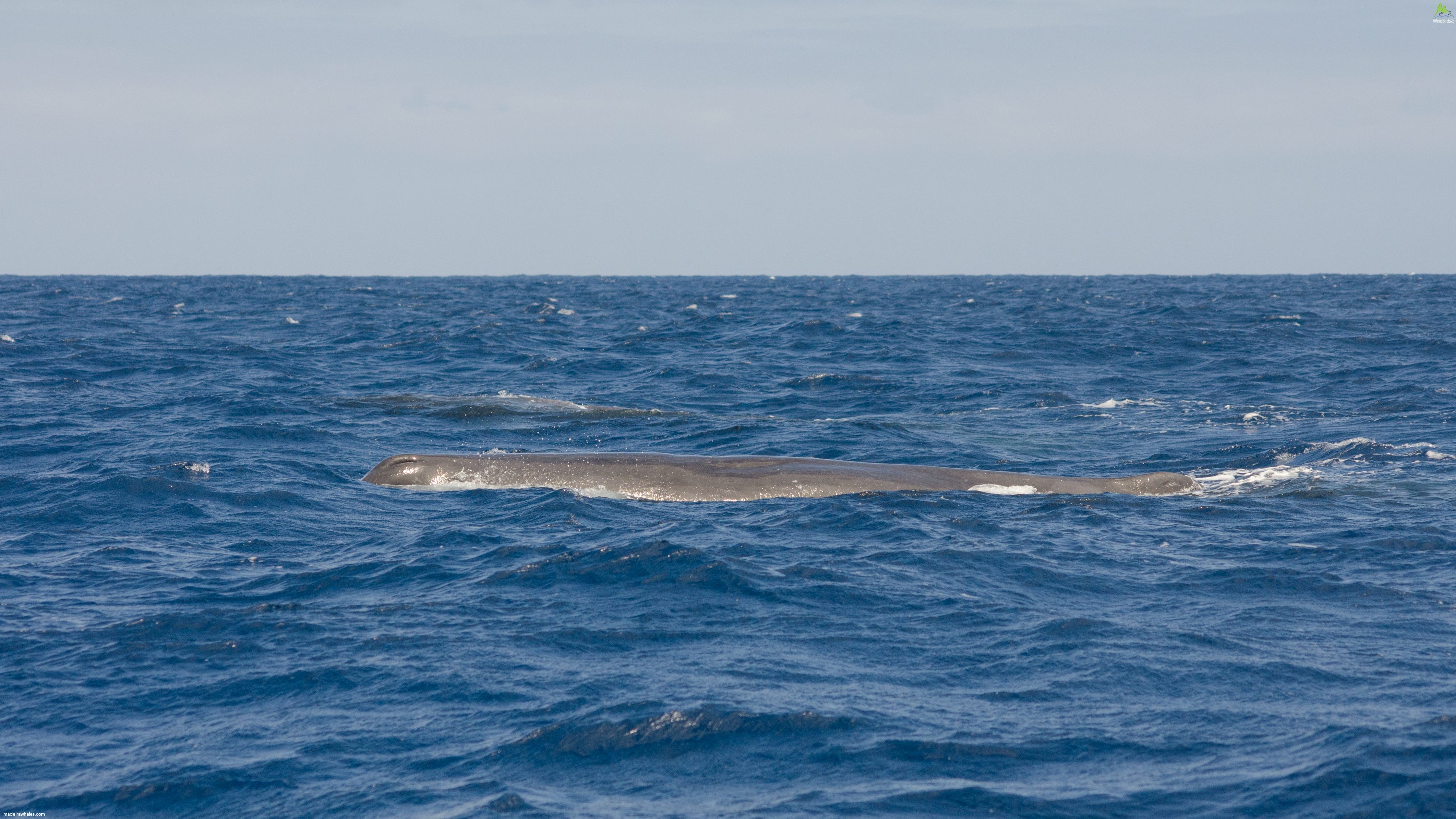 Sperm whale Physeter macrocephalus