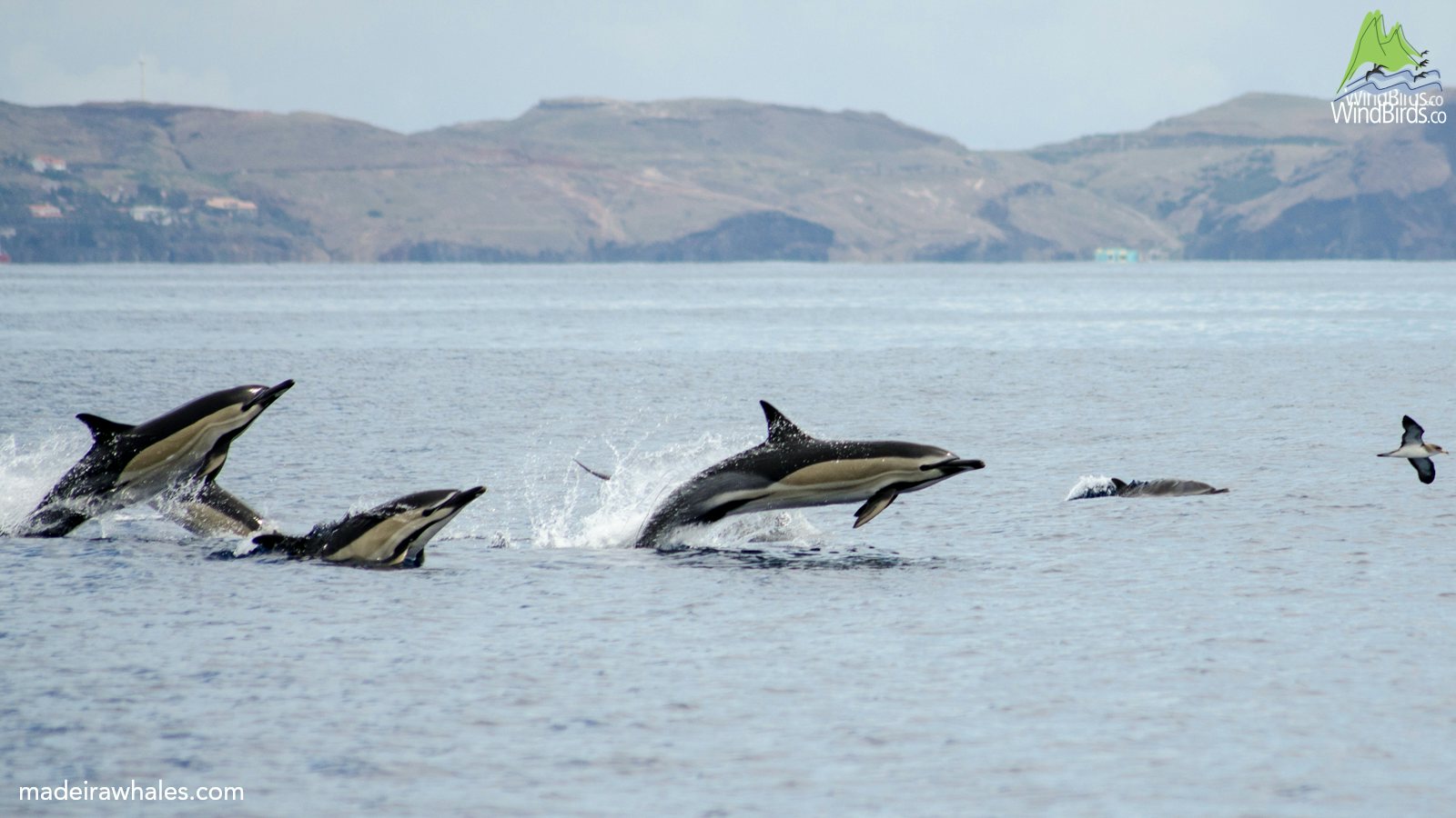 Several common dolphins leap across the water, showing pale flanks against the coastal backdrop.