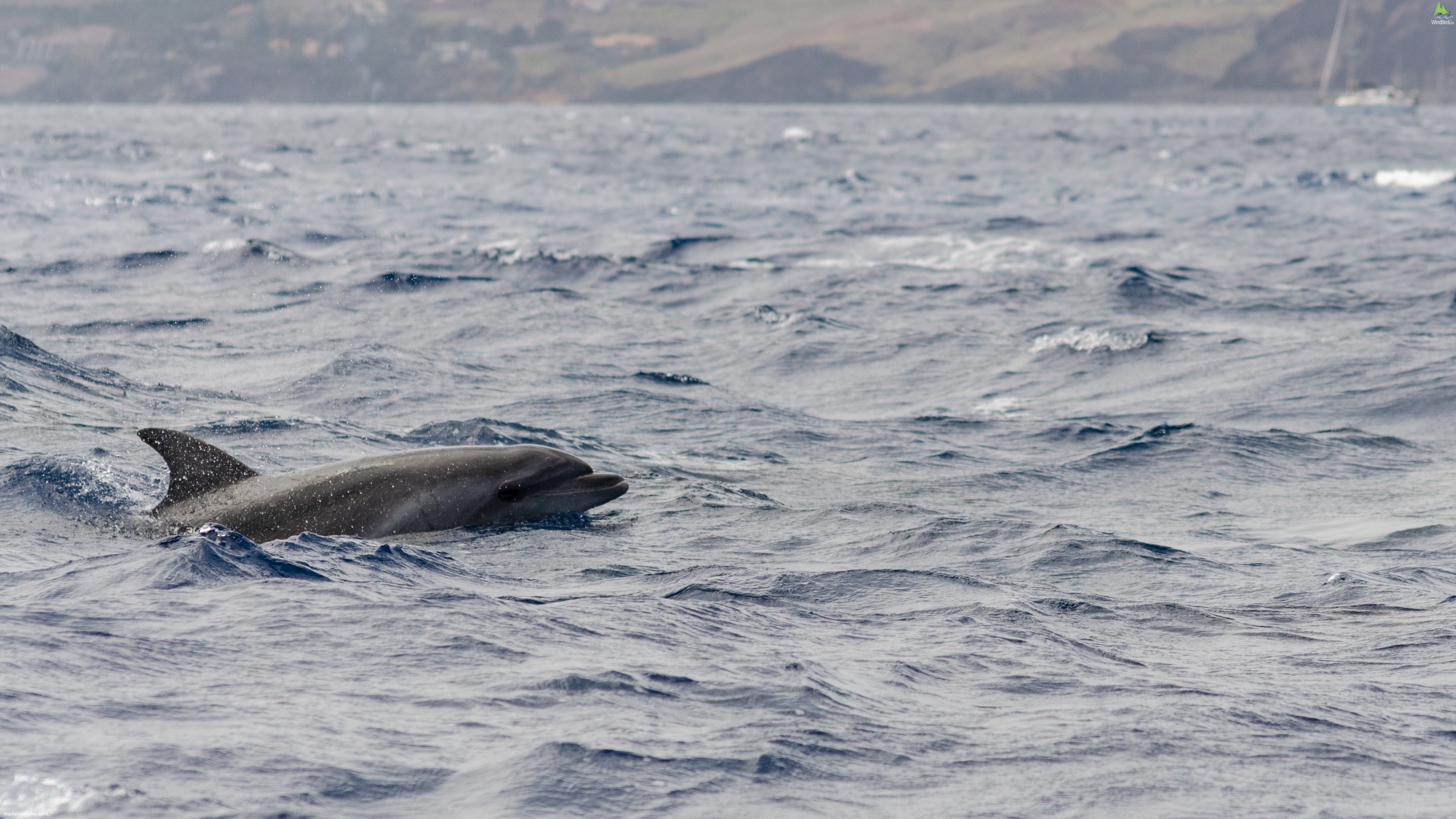 Common Bottlenose dolphin Tursiops truncatus
