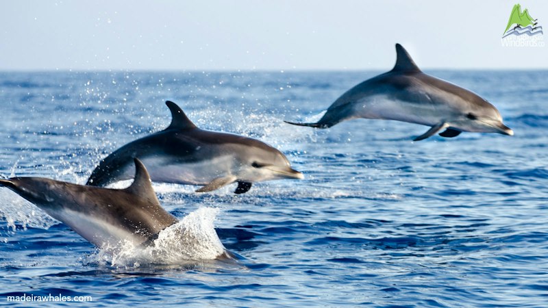 Atlantic spotted dolphin Stenella frontalis