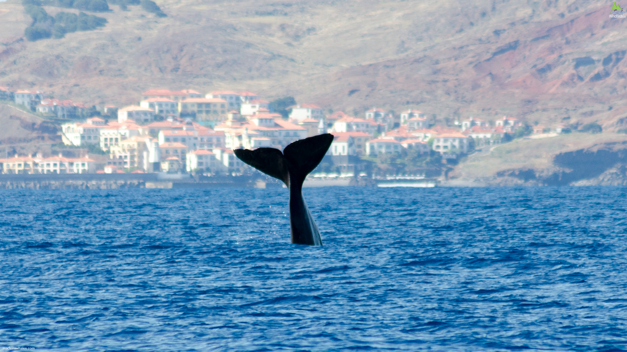 Sperm whale Physeter macrocephalus