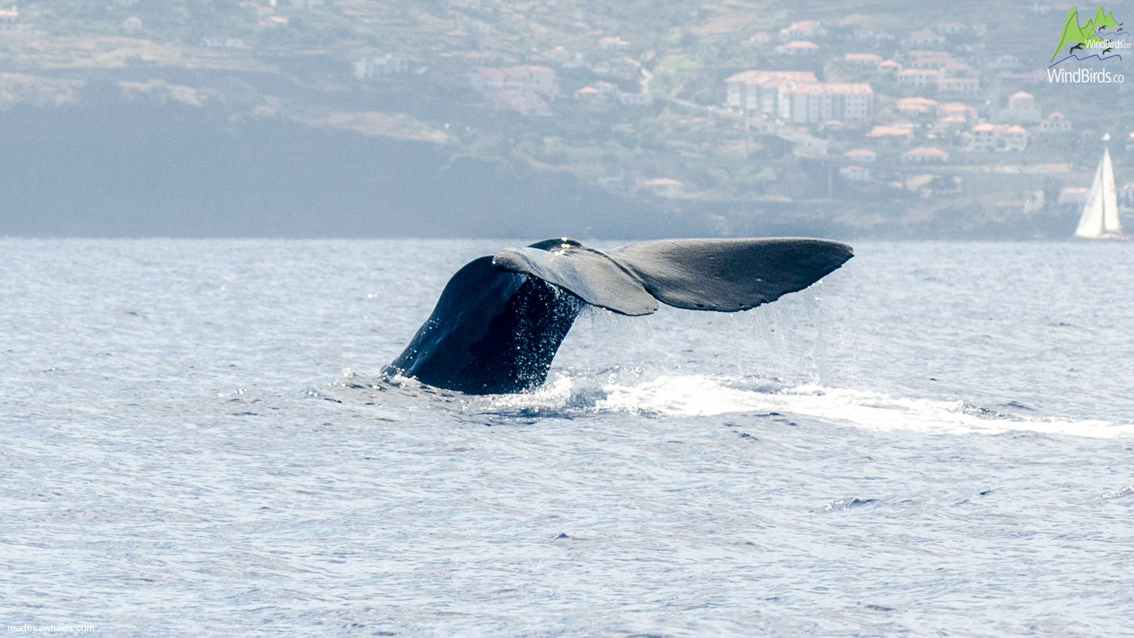 Sperm whale Physeter macrocephalus
