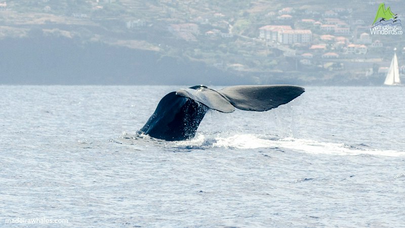 A sperm whale lifts its tail above foaming water, with coastal buildings beyond.