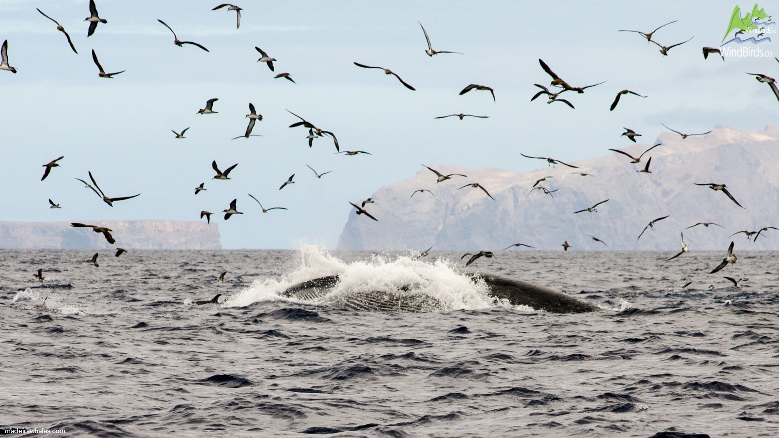 Seabird & whale watching off Machico