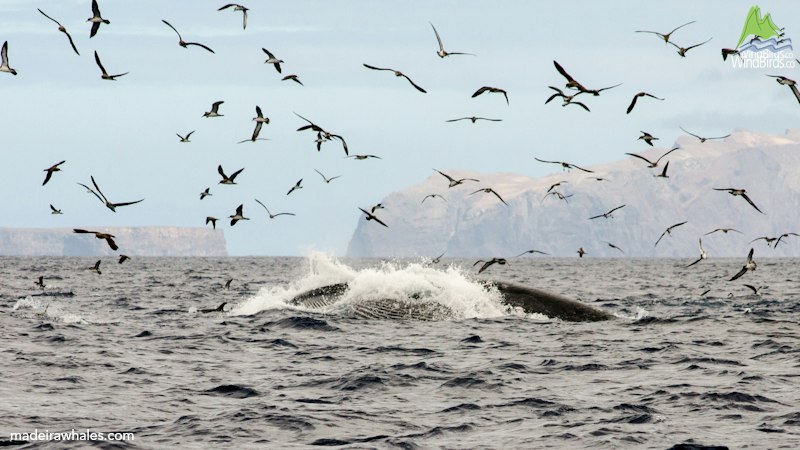 Bryde's whale Balaenoptera edeni
