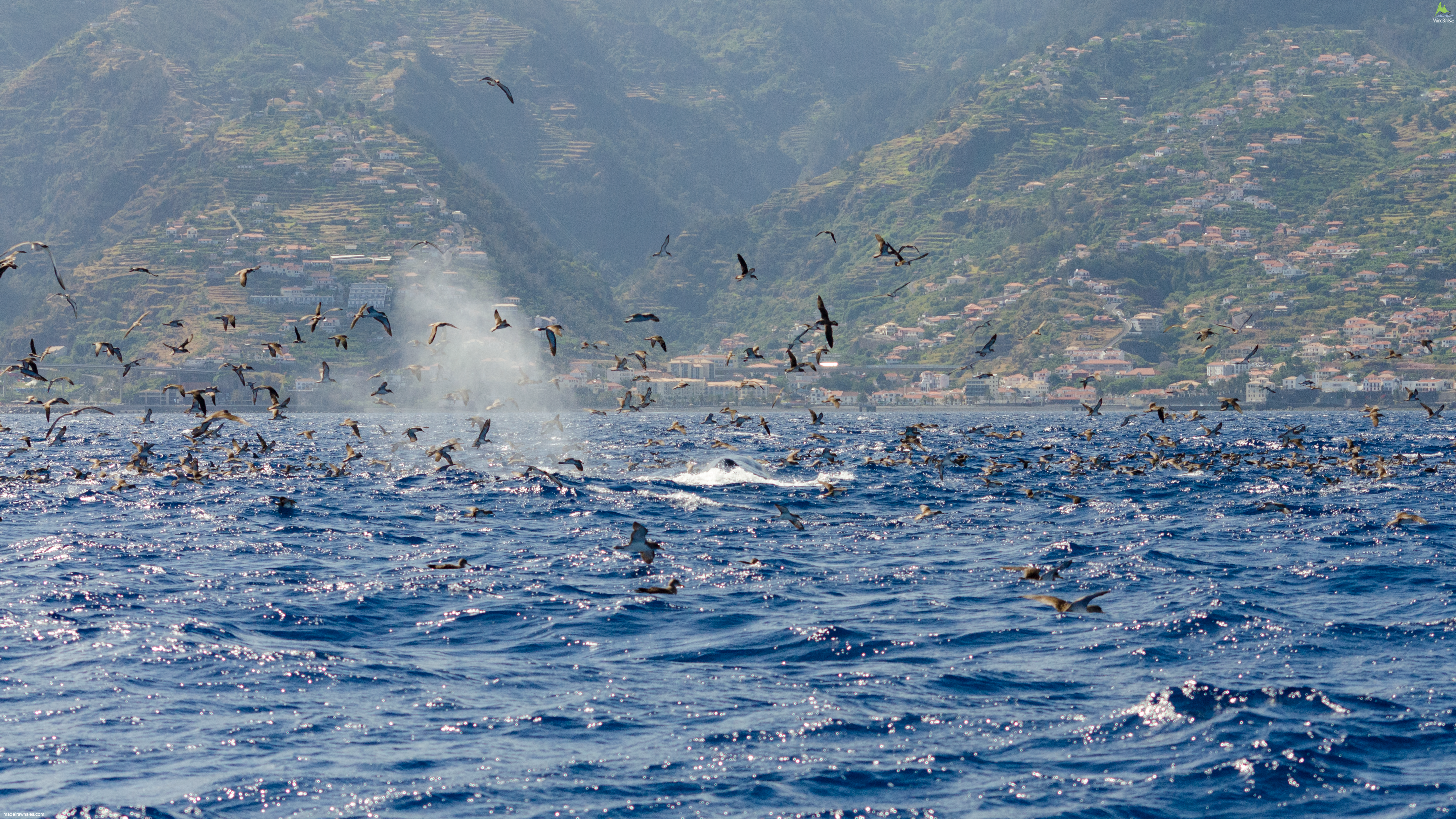 Bryde's whale Balaenoptera edeni and Cory's shearwaters Calonectris borealis