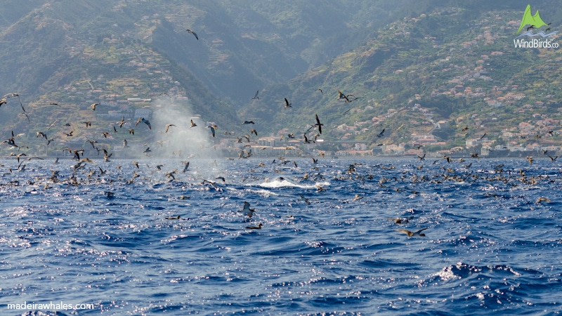 Bryde's whale and Cory's shearwaters