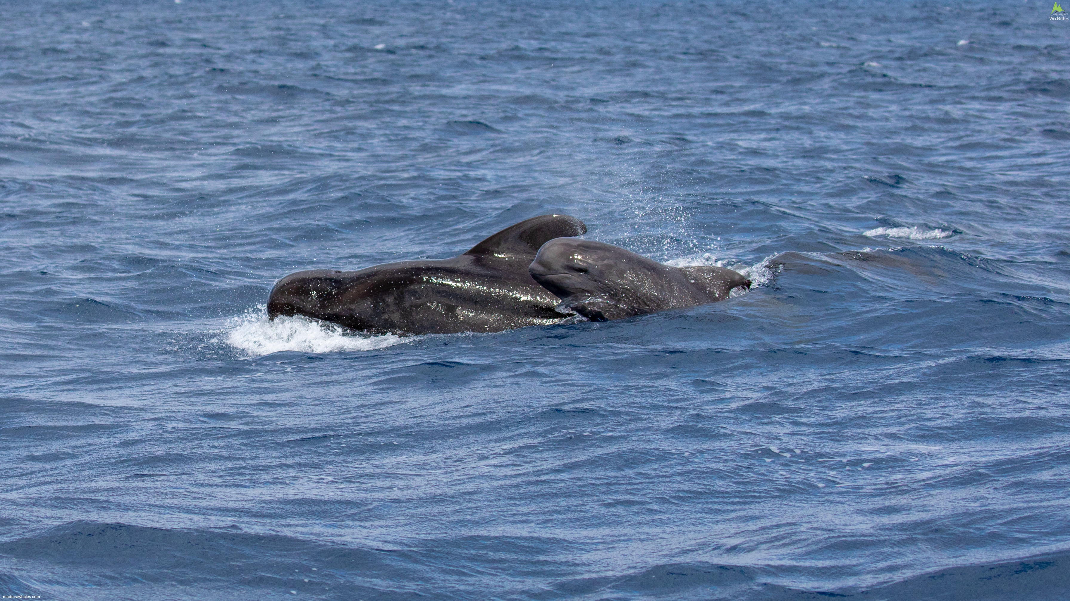 Short-finned pilot whale Globicephala macrorhynchus