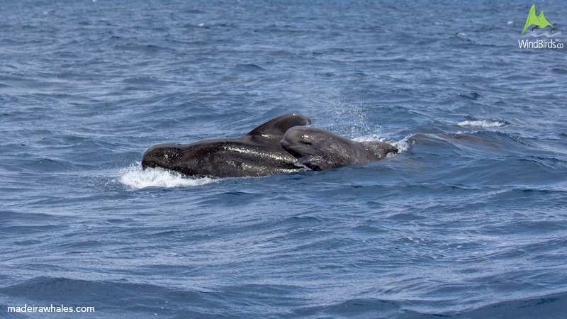 Short-finned pilot whale Globicephala macrorhynchus