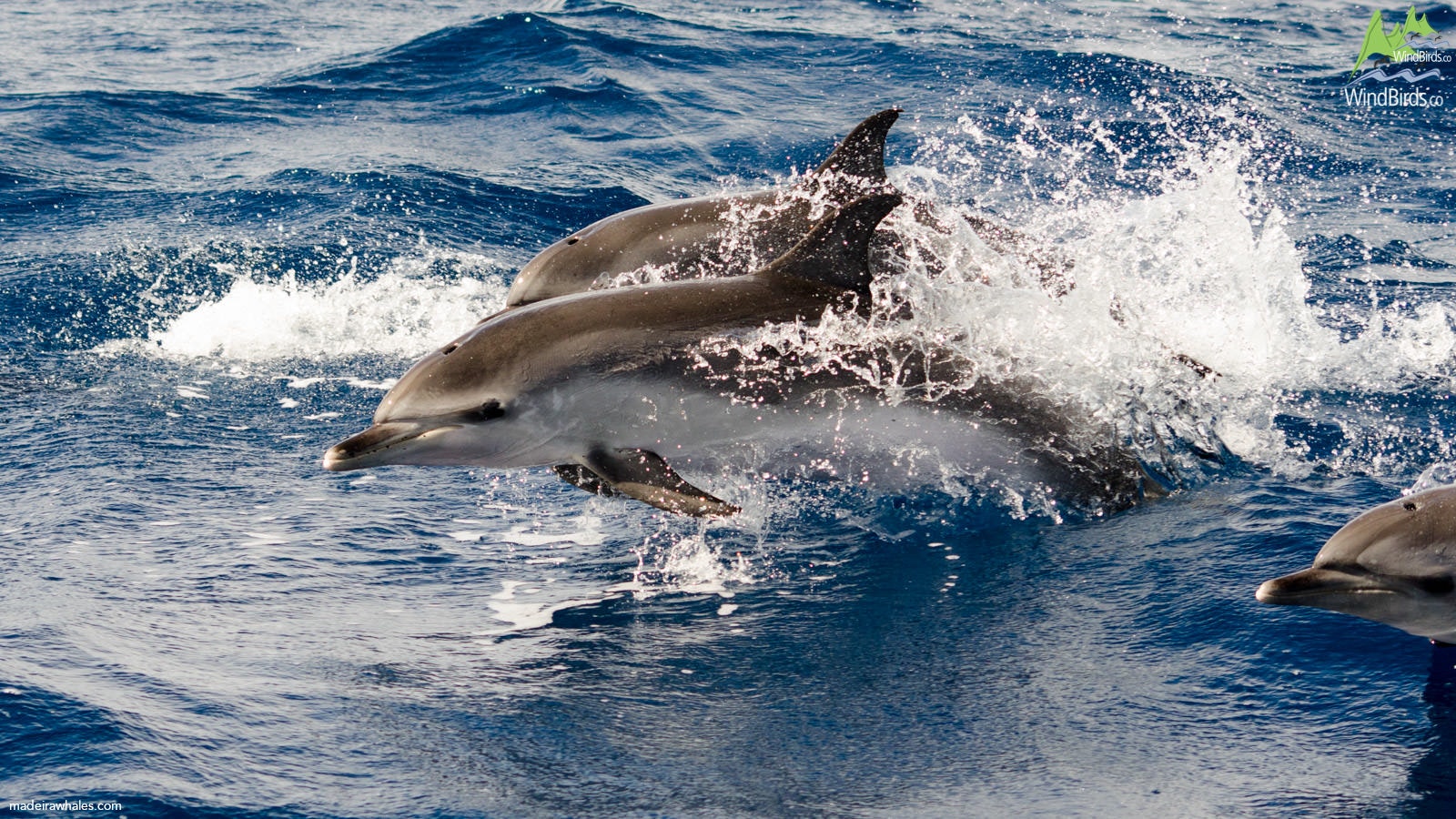 Atlantic spotted dolphin Stenella frontalis