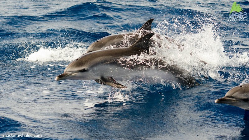 Atlantic spotted dolphin Stenella frontalis