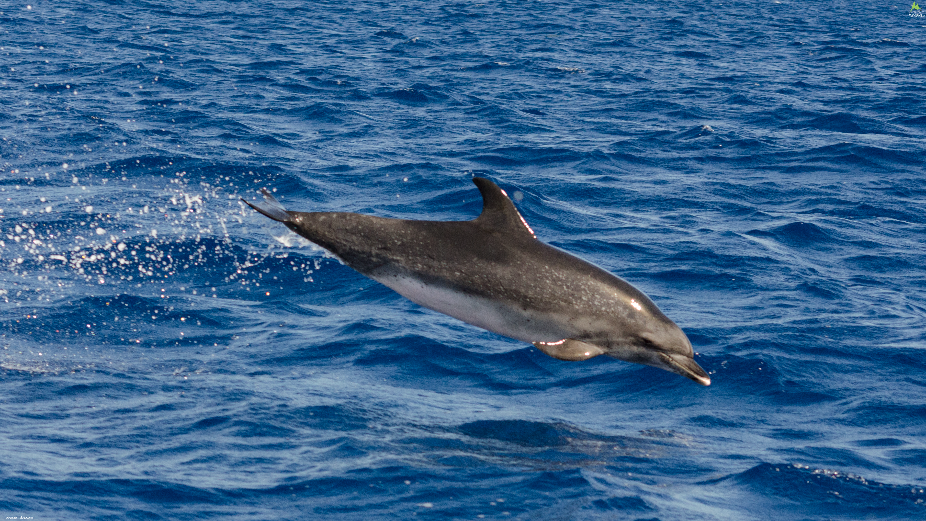 Atlantic spotted dolphin Stenella frontalis