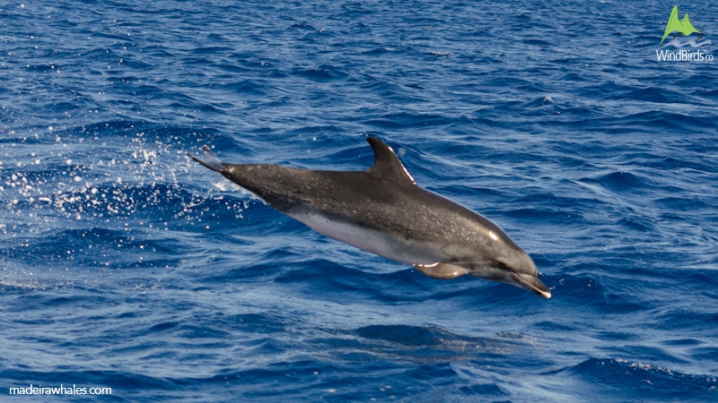 Atlantic spotted dolphin Stenella frontalis
