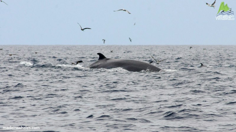Bryde's whale Balaenoptera edeni