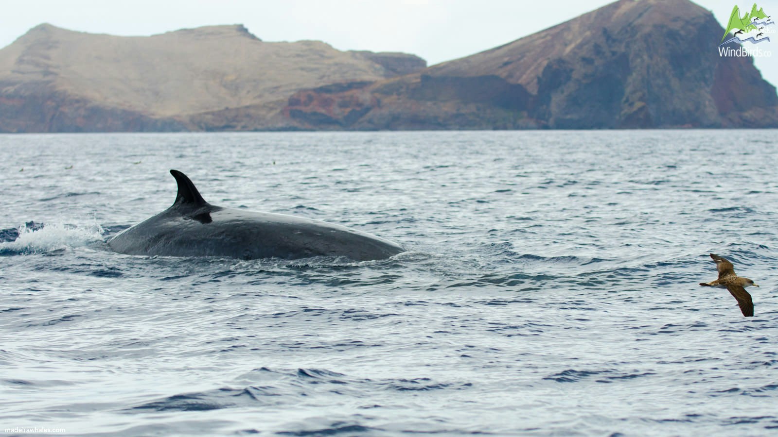 A Bryde’s whale arches its back and dorsal fin above the water, with coastal cliffs behind it.