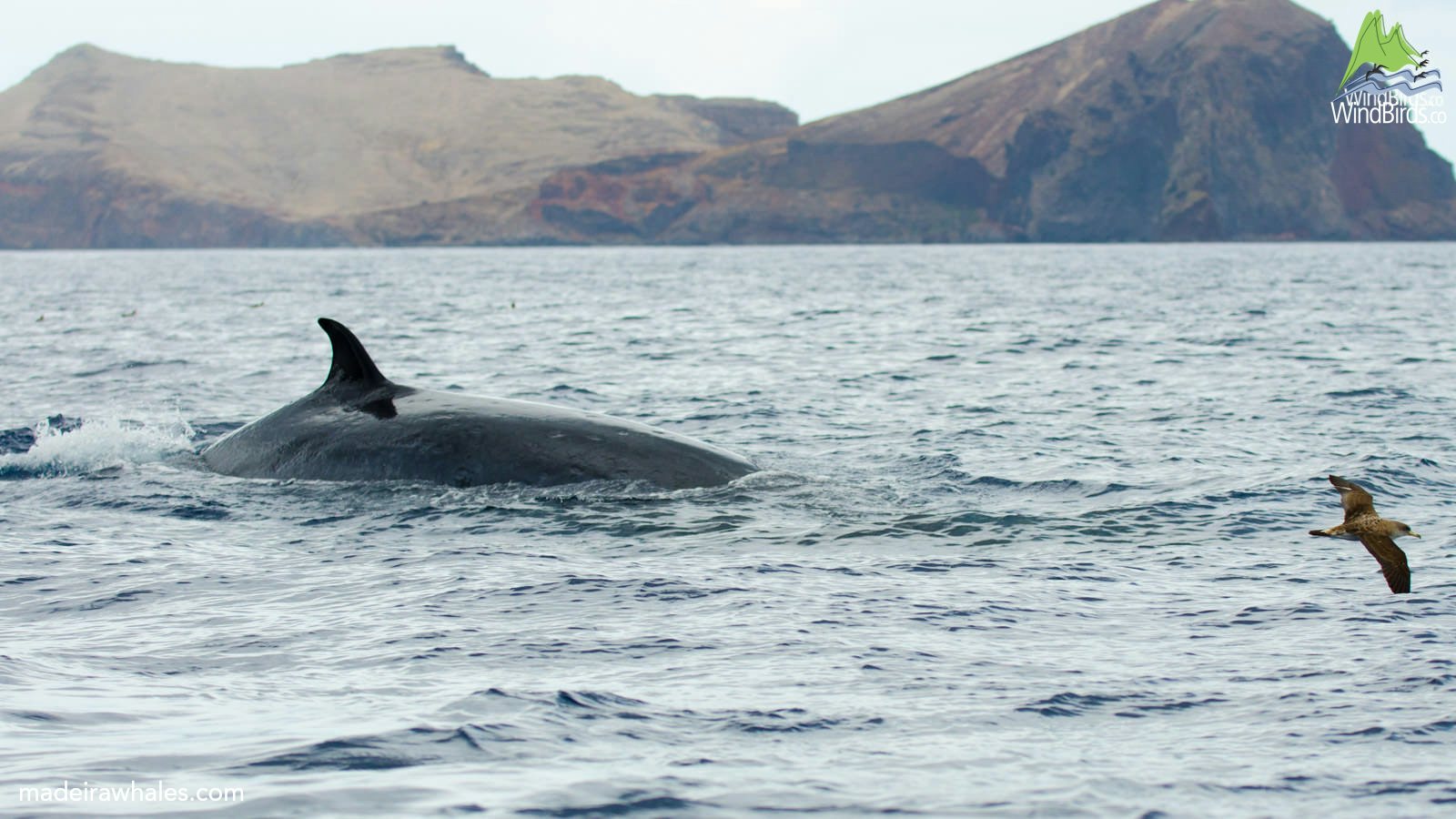 A Bryde’s whale arches its back and dorsal fin above the water, with coastal cliffs behind it.