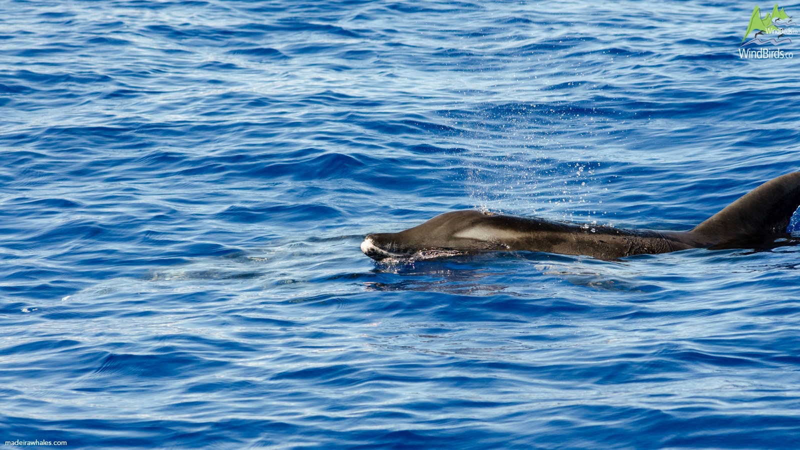 Rough-toothed dolphin Steno bredanensis