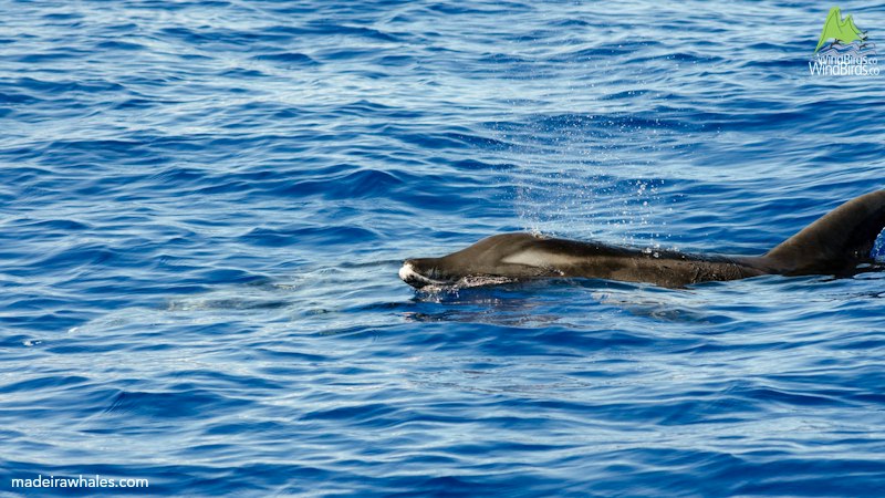 A rough-toothed dolphin surfaces in profile, its long beak held just above the water.