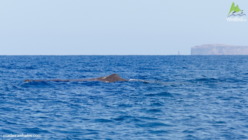 Sperm whale Physeter macrocephalus